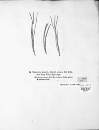 Lophodermium pinastri image